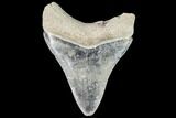 Serrated, Fossil Megalodon Tooth - Florida #110471-1